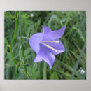 Search for bellflower posters Campanula