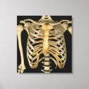 Search for rib bone art Anatomy
