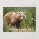 Search for brown bear Portrait