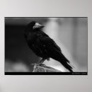 Search for quoth posters Raven
