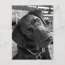 Search for attentiveness postcards Black