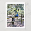 Search for restful postcards Nature
