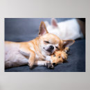 Search for cute baby animals posters Sleeping