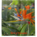 Search for oil photography Flower
