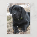 Search for labs postcards Black lab