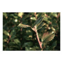 Search for leaf vegetable posters Plants