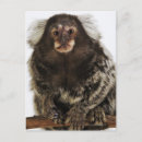 Search for monkey pictures postcards Close up