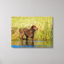 Search for chesapeake art Dogs