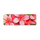 Search for frangipani flowers return address labels Tropical