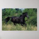 Search for thoroughbred posters Grass