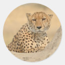 Search for cheetahs stickers For her