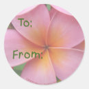 Search for pink plumeria stickers Frangipani