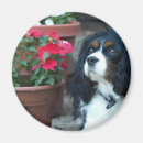 Search for molly magnets Animals