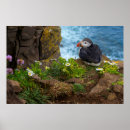Search for atlantic puffin posters Animal