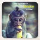 Search for monkey coasters Wildlife