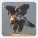 Search for bird of prey stickers Eagle