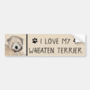 Search for wheaten terrier Wheatie