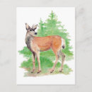 Search for whitetail deer postcards Animal