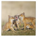 Search for vulpes Animal