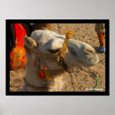 Search for white desert posters Animals