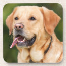 Search for lab coasters Puppies