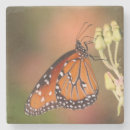Search for queen coasters Insect