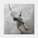 Search for ridgebacks magnets Puppy