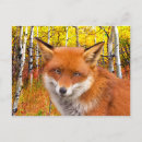 Search for red foxes postcards Fall