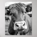 Search for black and white cow posters Cattle
