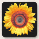 Search for sunflower coasters Photography