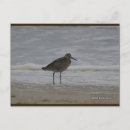 Search for sandpiper postcards Ocean