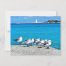 Search for seagull cards Vacation
