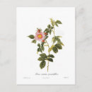 Search for rosas postcards Rose