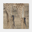 Search for giraffe print magnets Wildlife