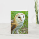 Search for barn owl cards Cute