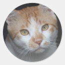 Search for expressions stickers Orange