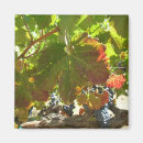 Search for grape vines magnets Grapes