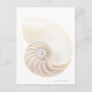 Search for nautilus shell postcards Animal