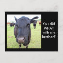 Search for beef cattle postcards Farm