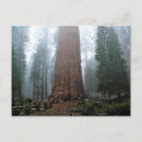 Search for generated postcards Forest