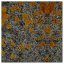 Search for lichens Stone