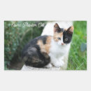 Search for large cat stickers Humour