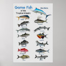 Search for tropical fish posters Marine