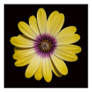 Search for osteospermum posters Floral