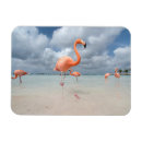 Search for aruba magnets Flamingo