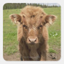 Search for highland cattle stickers Scotland
