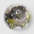 Search for parrot clocks Photography