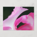 Search for pink petals postcards Floral