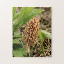 Search for morel Nature