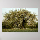 Search for apples posters Natural